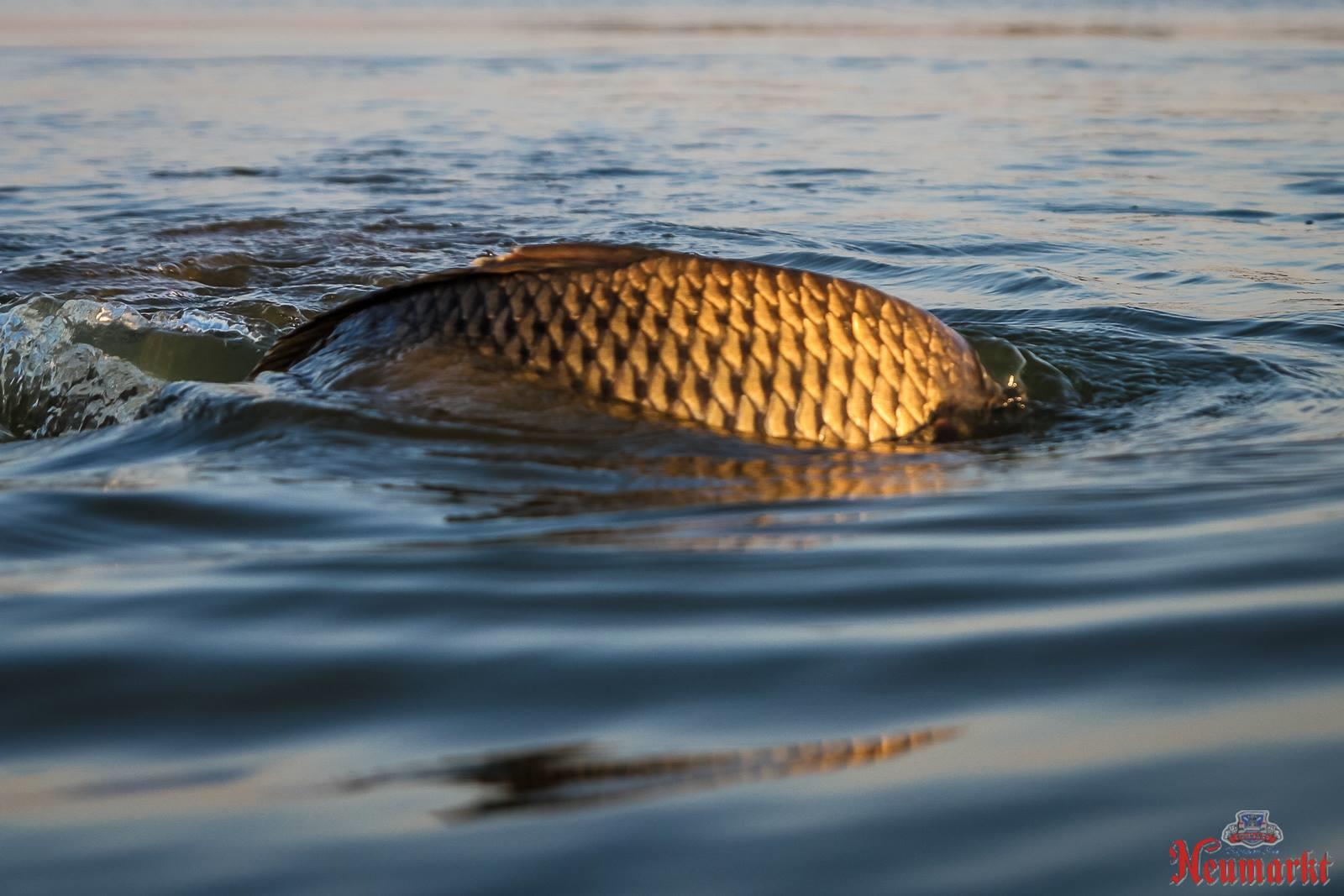 Concursuri 2016 by gor965 - 1442531711737528826480048111670583062345078o.jpg